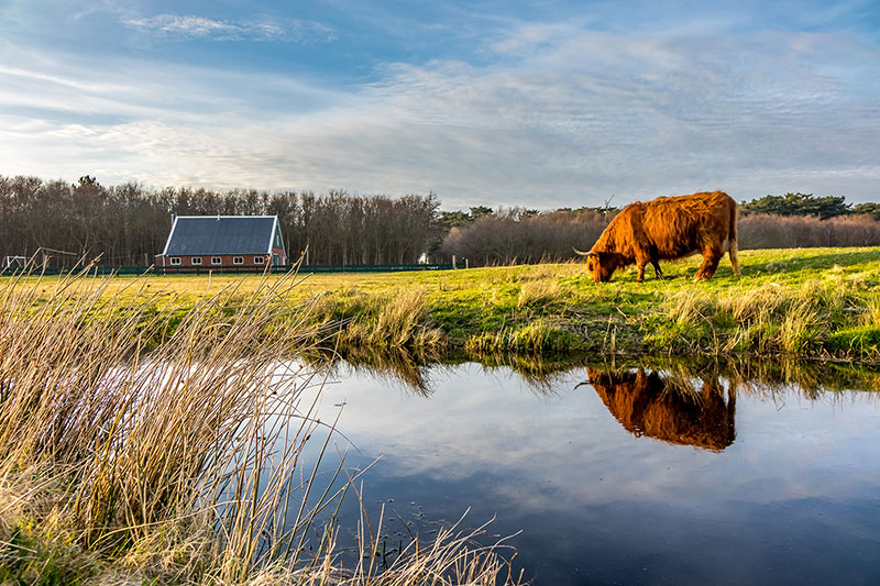 de-texelse-makelaars-schotse-hooglanders